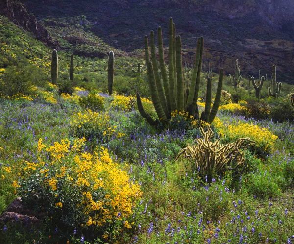Arizona, Organ Pipe Cactus NM flowers and cacti